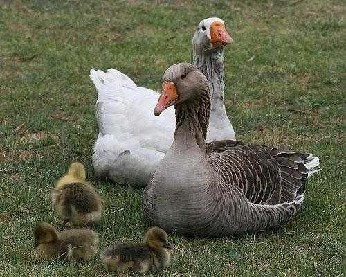 Инкубационное гусиное яйцо