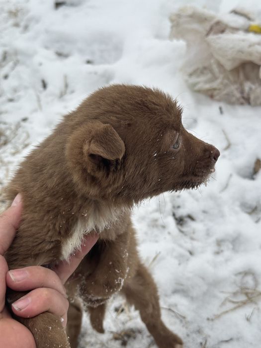 Отдам щенят в хорошие руки