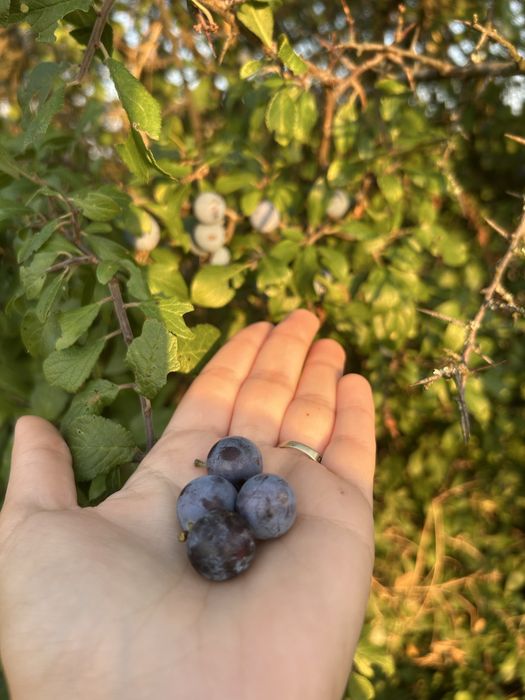 Poroambe (pentru porumbata ) gorj