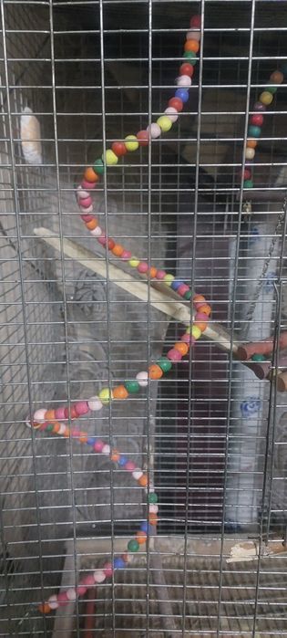 Клетка для Попугая