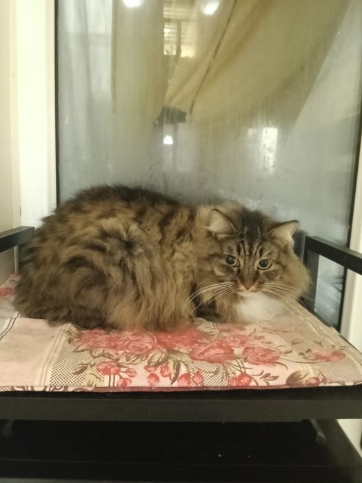 Стерилизованная кошечка 1,5 годика.