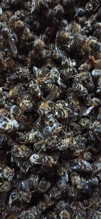 Пчелиный подмор/ өлі аралар