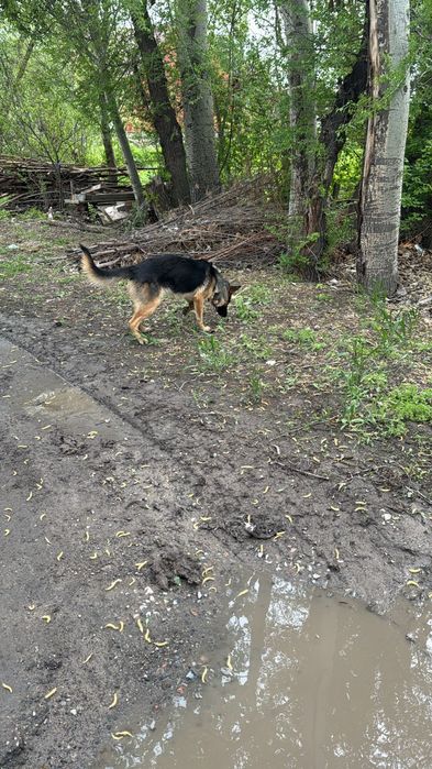 Немецкий овчарка