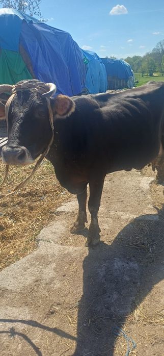 Vand vaca gestanta buna de lapte