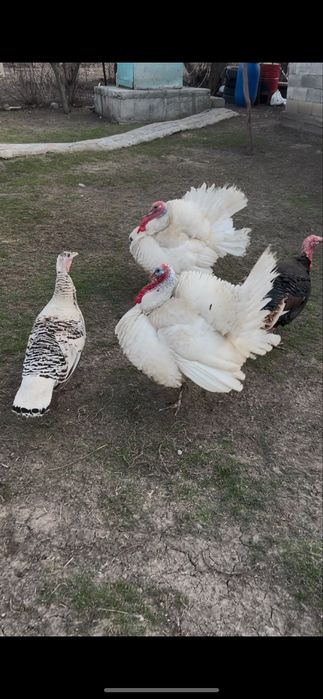 Индюки !! Индюки!!