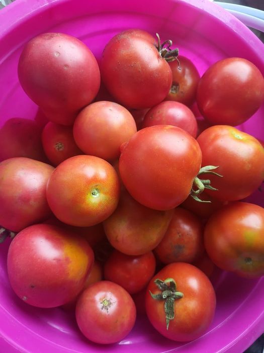 Помидорчики на засолочку