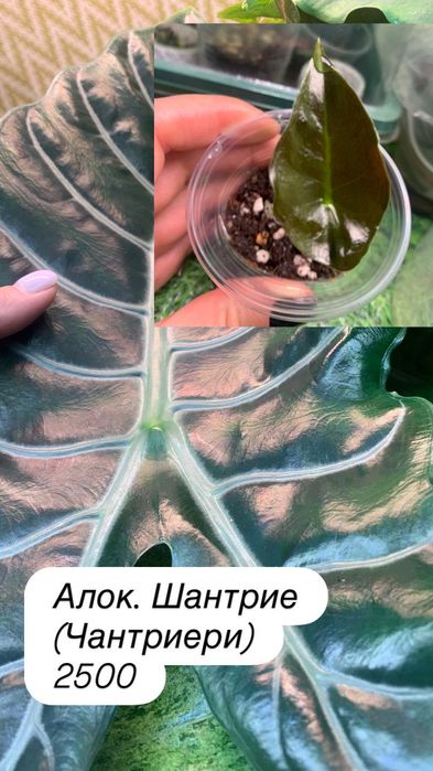 Детки алоказий адаптированные