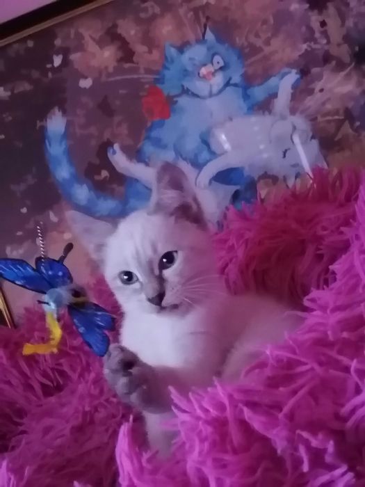 !!! Окрас Silver Point Тайская Принцесса !!!