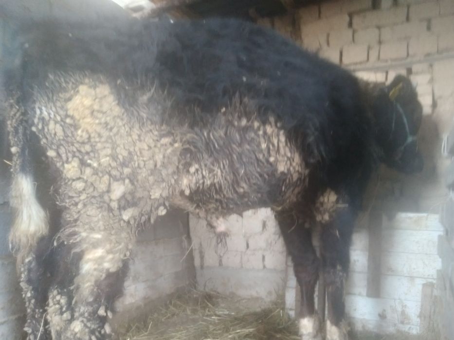 Бұқа сатылады, тез арада