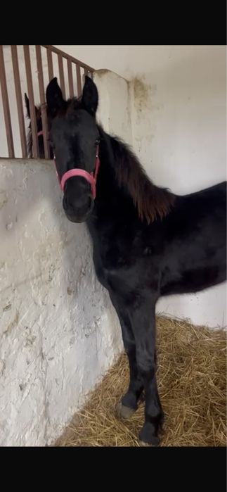 Manza friesian de vanzare
