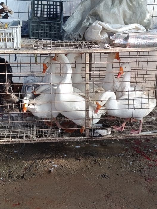 Gʻoz sotiladi Гусы продаётся