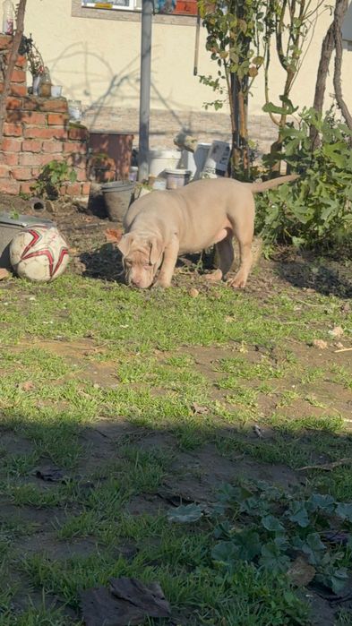 Американско Були хл