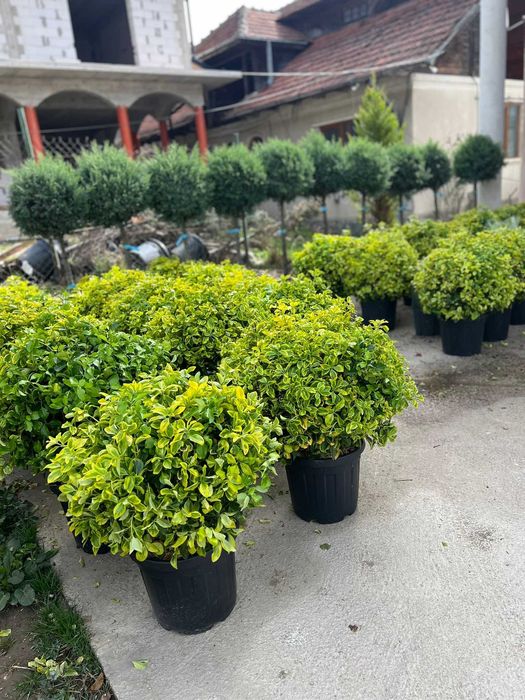 Plante Ornamentale