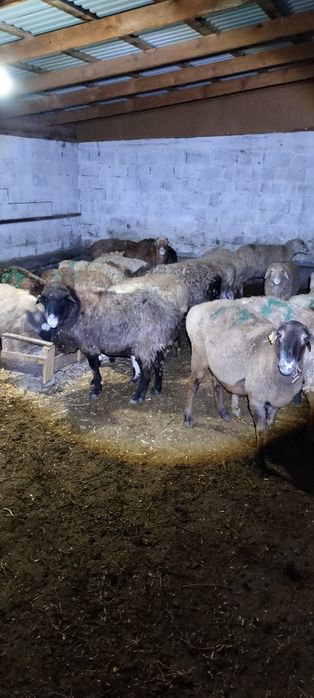 Кой 10 шт токты 22