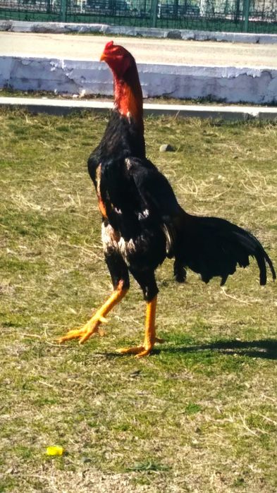 Тоза карес хуроз сотилади