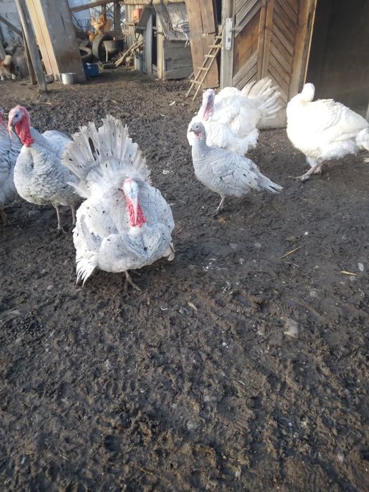 Vând curcani și curci de casă