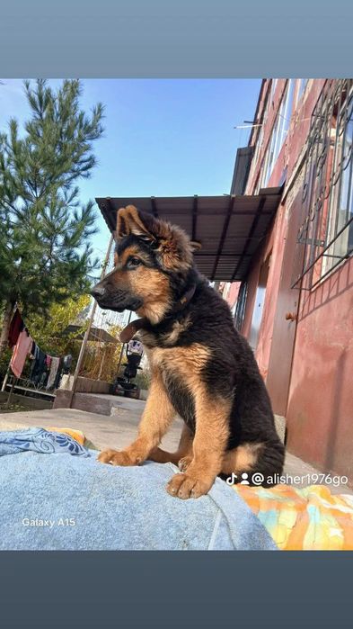 Немецкая овчарка 6 месяцев