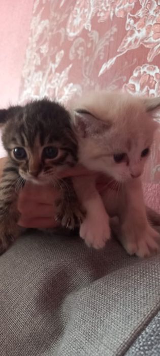 Отдам котят в хорошие руки.