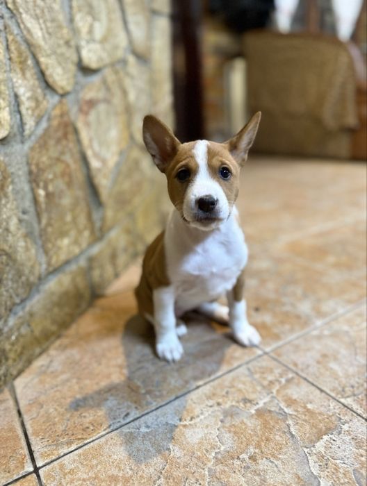 Кученца порода basenji