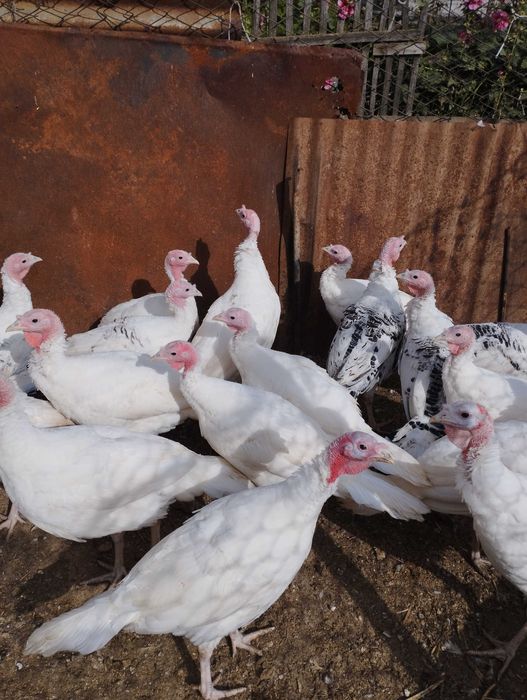 индюки 5 месячные