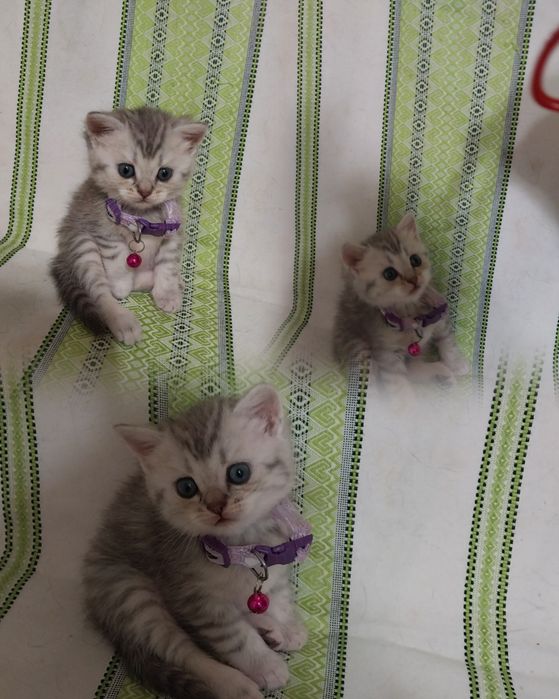 Продаётся   котенок  породы  скоттиш  страйт