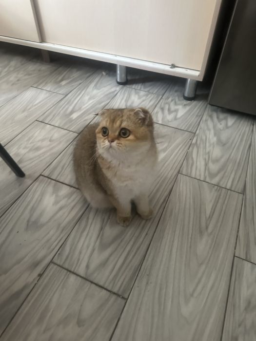 Котенок золотая шиншилла
