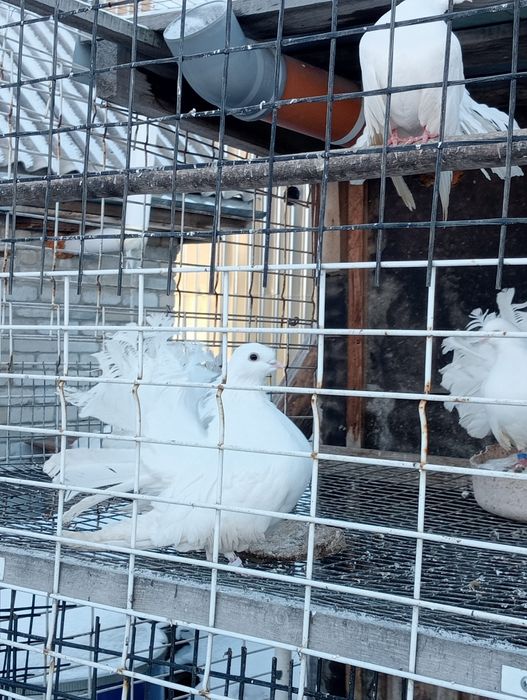 Голуби. павлины.