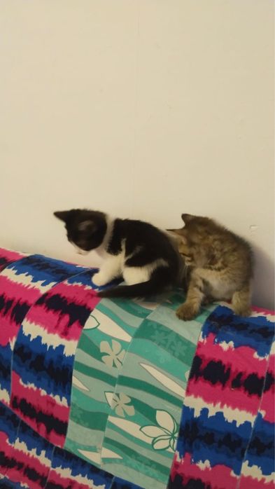 Котята в добрые руки девочки