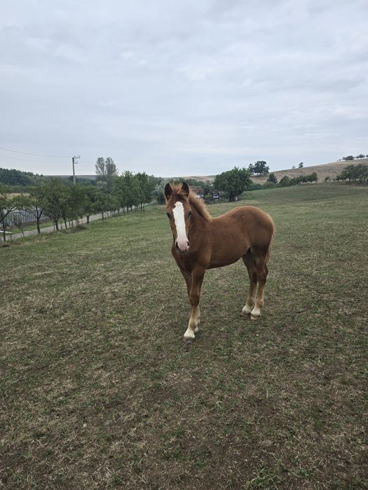 Vând mânz de 8 luni