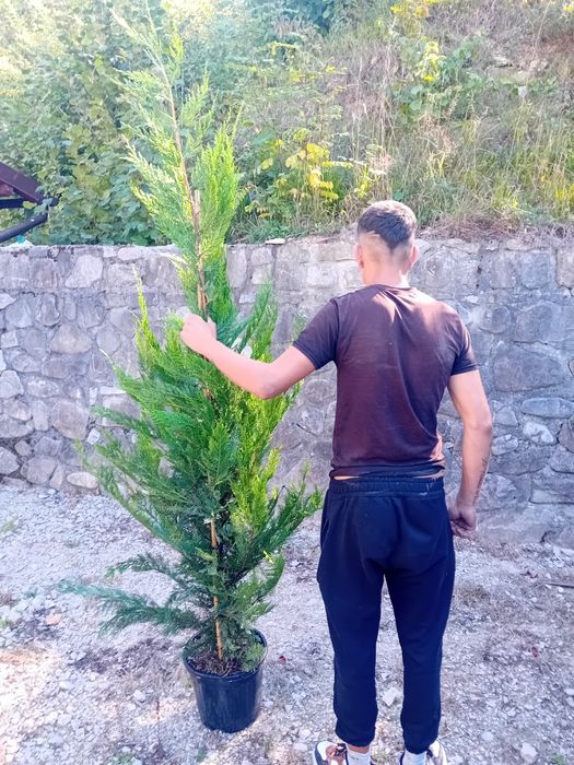 Chiparos leylandii la ghiveci sau la balot