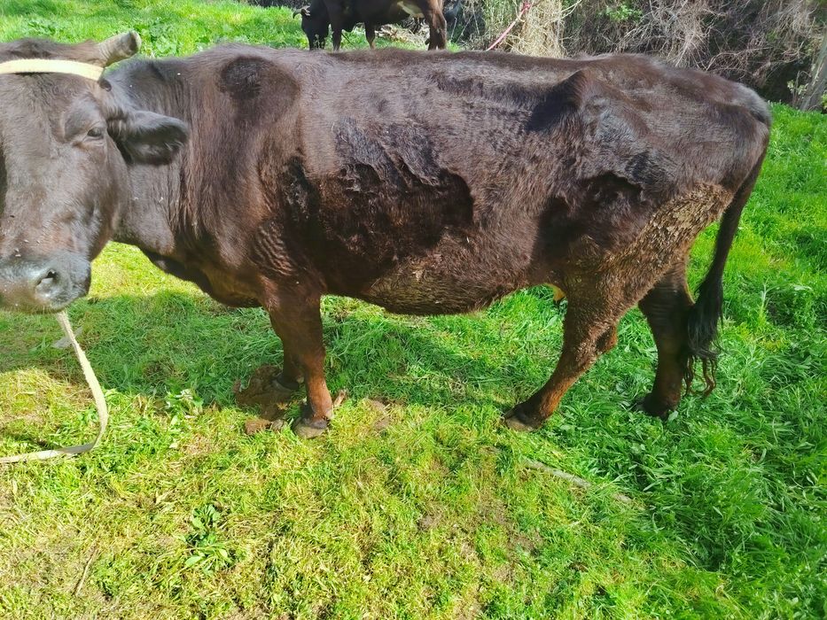 Ikkta ONa bola SIGIR SOTILADI bitasiki buqa ikkichisniki hunojin