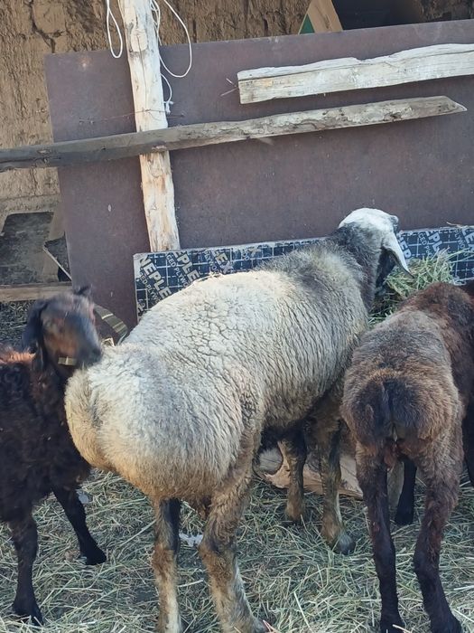 Кошкары 1,5 годовалые