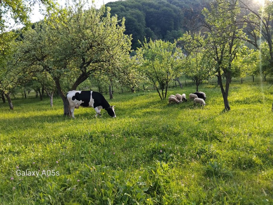 Mieluțe de vânzare.