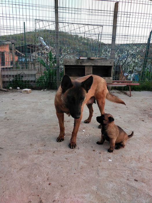 Ciobanesc belgian MALINOIS