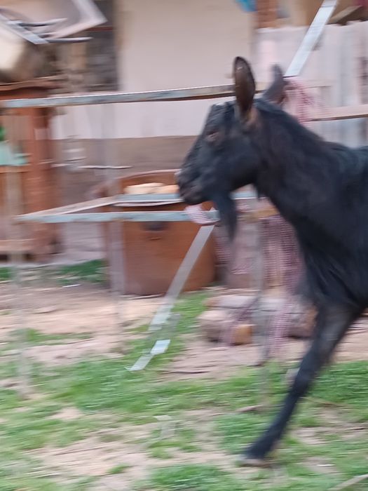 Козлы парода зенин срочна продаю