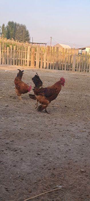 Кораздар сатылады