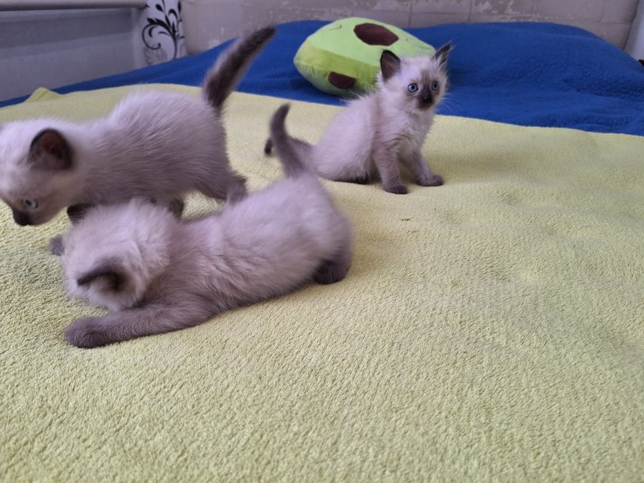 Милые      котята