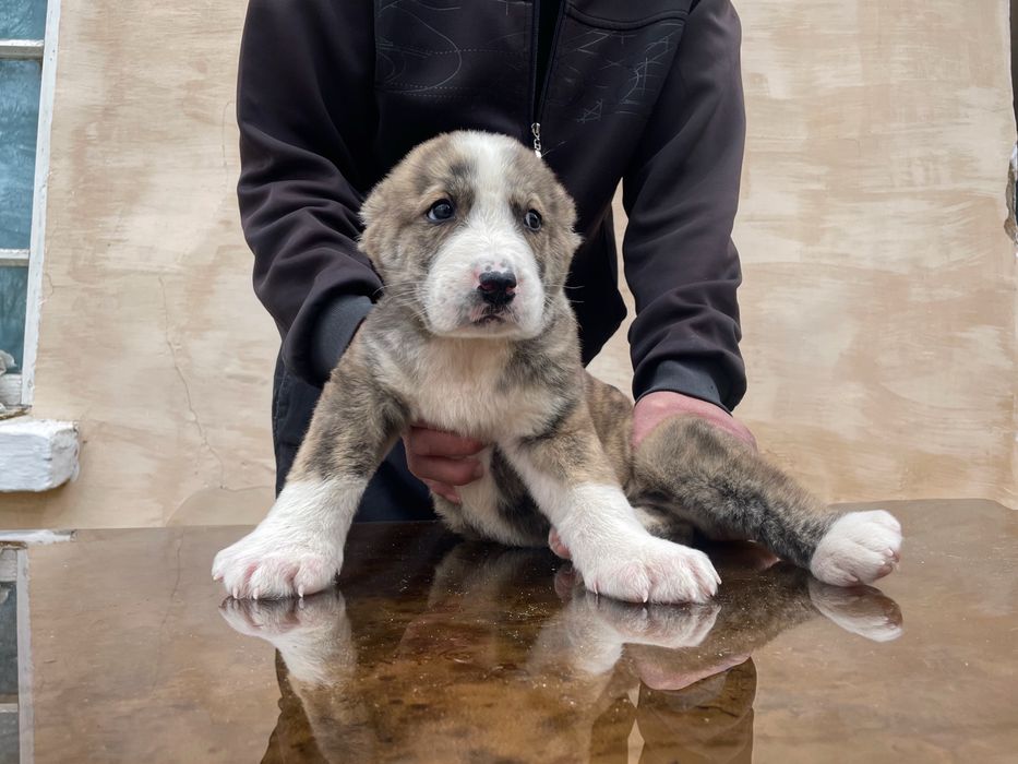 Щенок Алабая ( Туркменский ) чистокровный