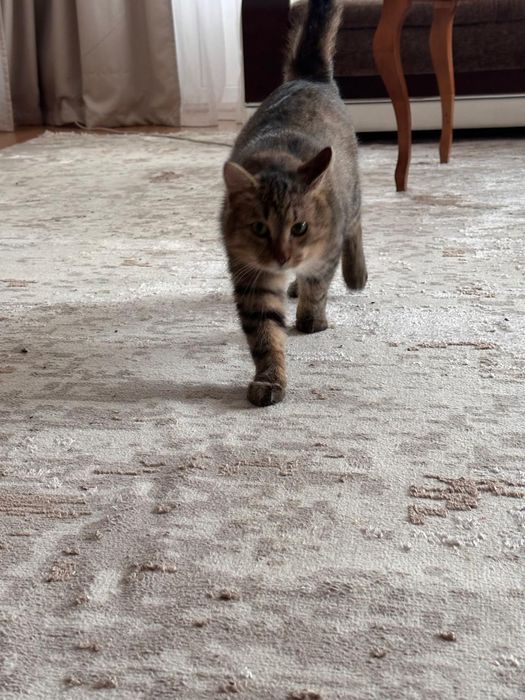 КОТИК в добрые руки