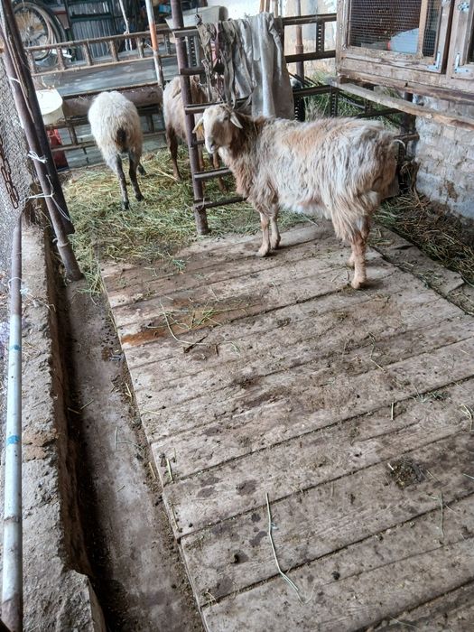 Қошқар сатылады жағдайы жақсы