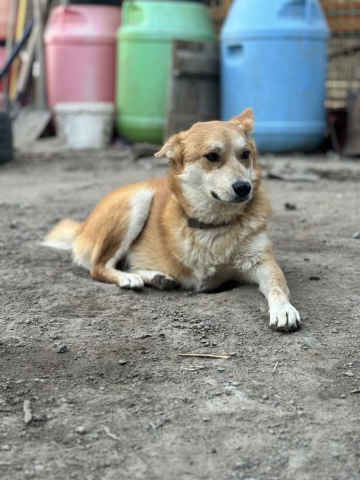 Феликс — рыжий пёс ищет дом!