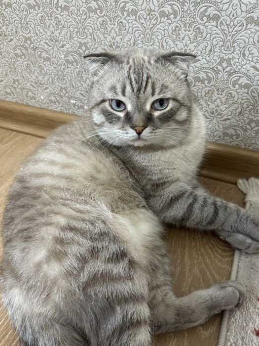 Ишем кошку для кота