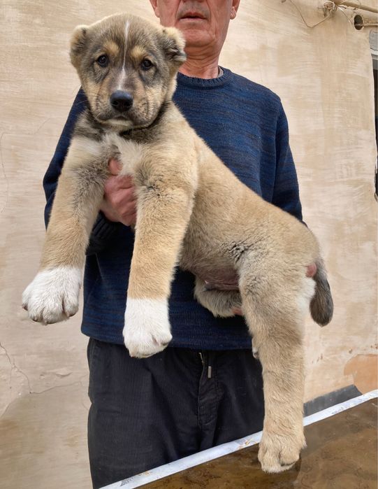 Щенок Алабая ( чистокровный )