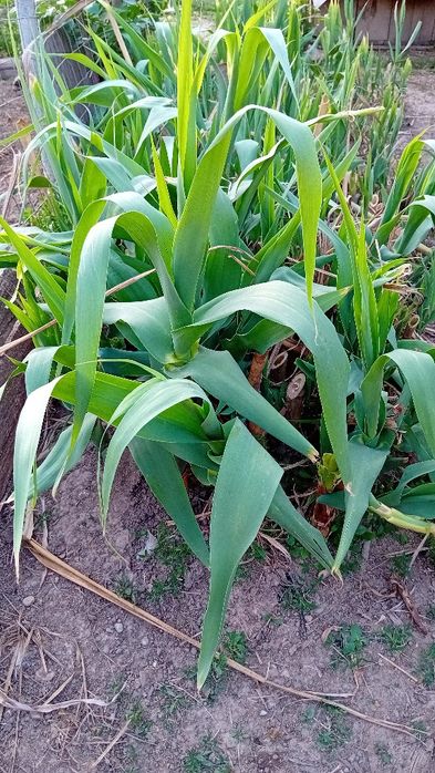 Trestie Gigant -Gard Verde de protectie -Arundo Donax Aurea (min 3 buc