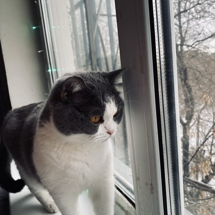 Отдам кошку в добрые руки