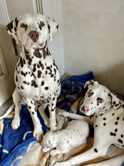 Собаки далматин щенок щенята