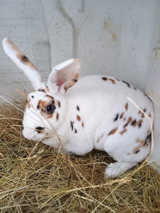 Iepurași Rex tricolor femele gestante cu pui după ele și masculi