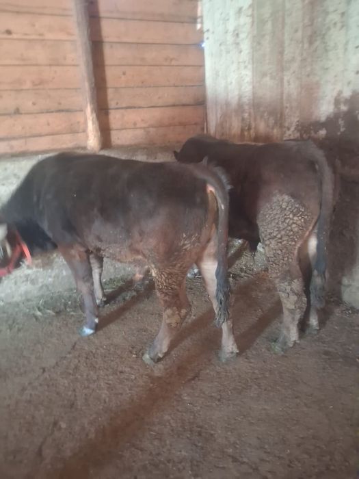 Vand 2 taurasi de jug foarte frumosi