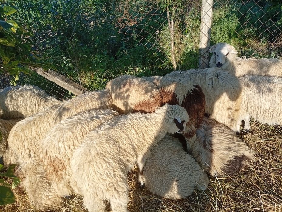 Miei de anul asta