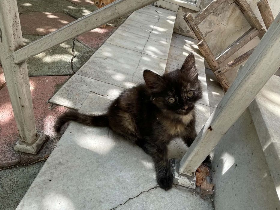Подаряваме котенца